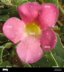 Image result for Harpagophytum zeyheri