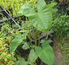In this video learn how to make the miami version which is a creamy. What Is A Malanga Root Information About Malanga Root Uses Dummer Garden Manage Gfingerã¯æœ€ã‚‚ãƒ—ãƒ­ãƒ•ã‚§ãƒƒã‚·ãƒ§ãƒŠãƒ«ãªã‚¬ãƒ¼ãƒ‡ãƒ‹ãƒ³ã‚°appã§ã™