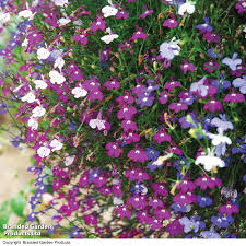 Image result for lobelia combine composition