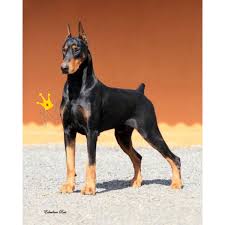 Murat Adli Kullanicinin Doberman Panosundaki Pin 2020 Doberman Kopek Evcil Hayvanlar
