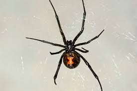 After an initial attempt by local officials to. All About Poisonous Spiders Terminix