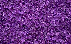 4k ultra hd purple flower wallpapers. Wallpaper Phalaenopsis Many Purple Flowers Background 3840x2160 Uhd 4k Picture Image