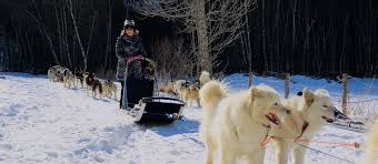 Check spelling or type a new query. Chiens De Traineaux Tourisme Pyrenees Orientales Chiens De Traineaux Pyrenees Orientales