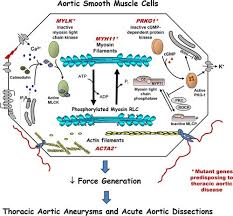 Smooth and cardiac muscle are contractile cells found in the walls of blood vessels and the heart, respectively. Altered Smooth Muscle Cell Force Generation As A Driver Of Thoracic Aortic Aneurysms And Dissections Arteriosclerosis Thrombosis And Vascular Biology