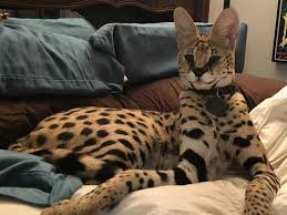 Making a kill about 90% of all attempts. Savannah Cat Dubai Best Cat Wallpaper