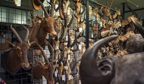 Národní muzeum představuje podobu nových expozic: Zoologicke Oddeleni Narodni Muzeum
