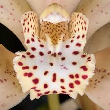 Image result for Cycnium jamesii