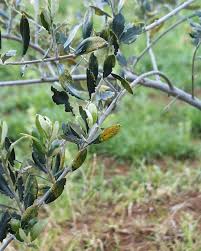 Maybe you would like to learn more about one of these? Olive Tree Pests And Diseases Agriculture And Food