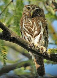 Photos with ferruginous pygmy owl. Ferruginous Pygmy Owl Wikipedia