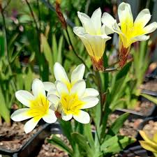 Image result for Sparaxis