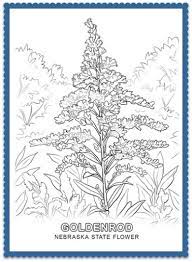 Nebraska State Flower Goldenrod By Usa Facts For Kids Flower Coloring Pages Kentucky State Flower Flower Coloring Sheets