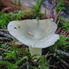 Image result for Russula mariae