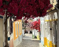 Image result for Faroa duvigneaud