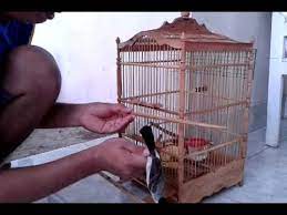 Burung kutilang adalah sejenis burung pengicau dari suku pycnonotidae. Cara Menangkap Burung Kutilang Dan Pleci Youtube