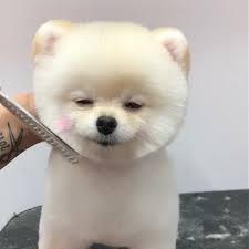 Cutest Dog Breeds In The World In 2020 Boo The Dog Cute Dogs Cute Baby Animals