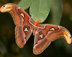 GIẢI THÍCH HIỆN TƯỢNG BƯỚM N U BAY VÀO NHÀ LÀ ĐIỀM GÌ? - NGHĨA TRANG CÔNG VIÊN PHÚC AN VIÊN - LONG AN