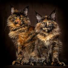 Pin On Longhaired Cats