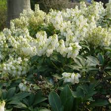 Image result for Pieris japonský debutante obrázek