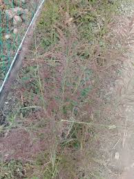 Image result for Eragrostis japonica