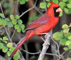 Top 10 Most Beautiful Birds In The World Most Beautiful Birds Colorful Birds Cardinal Birds