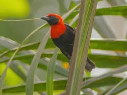 Image result for Ficus pseudomangifera