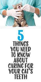 5 Things You Need To Know About Caring For Your Cat S Teeh Cat Care Tips Kitten Care Cat Care