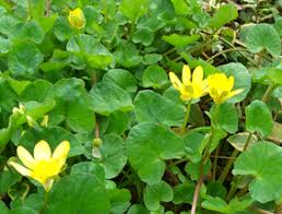 旬の花四季彩 花四季彩 バックナンバー