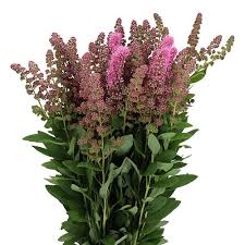 Image result for Spiraea billardii