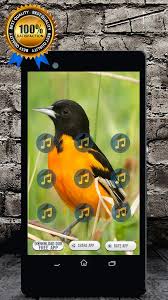 One is orange and even has an aristocratic name: Baltimore Oriole Bird Call Baltimore Oriole Song For Android Apk Download