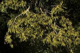 Image result for Dalbergia boehmii