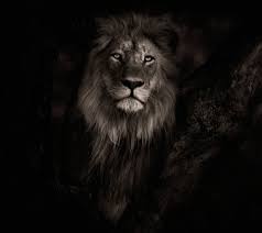 Pin By Zeeshan Ahmad On Tatuajes Lion Hd Wallpaper Colorful Lion Lion Wallpaper