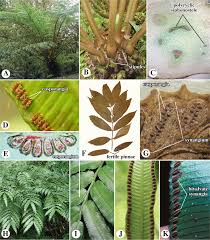 Image result for Marattiaceae