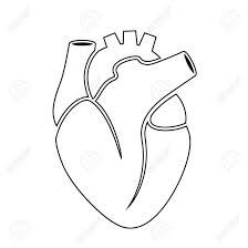 16 Human Heart Outline Drawing Heart Outline Human Heart Anatomy Human Heart Outline