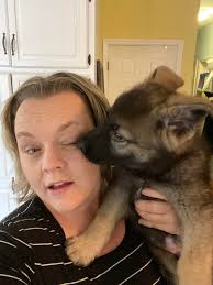 German Shepherd Daisy Mae's new picture