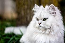 Chinchilla Kedi Cinsi Ozellikleri Ve Bakimi Ajanimo