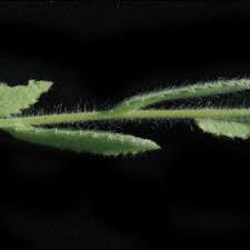 Image result for Sphaeranthus gazaensis