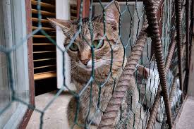Ternyata anak kucing juga bisa mati di dalam perut. Waspada Ini Akibatnya Kalau Kucing Terus Terusan Dikurung Dalam Kandang Semua Halaman Kids