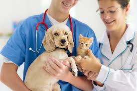 How Often Should Your Dog or Cat Go to the Vet?