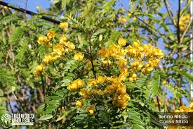 Image result for Uapaca nitida