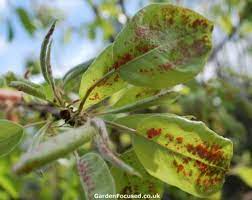 Prevent Identify And Treat Pear Tree Pests And Diseases In The Uk