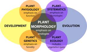 What is plant physiology definition. Frontiers Morphological Plant Modeling Unleashing Geometric And Topological Potential Within The Plant Sciences Plant Science