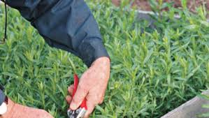 Je jardine, tu jardines, il/elle/on jardine, nous jardinons, vous jardinez, ils/elles jardinent. French Tarragon Finegardening