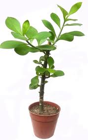 Image result for Synadenium kirkii