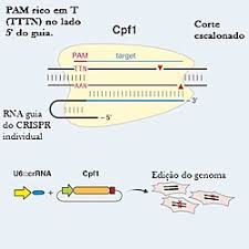 Nidulans (d) and in a. Cpf1 Wikipedia A Enciclopedia Livre