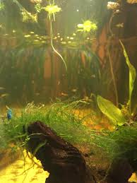 Check spelling or type a new query. How Do I Make My Tank Water Clearer Aquariums