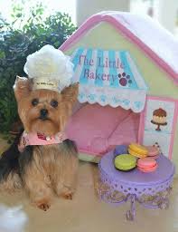 Move Over Cake Boss Yorkie Yorkshire Terrier Dog Devils Food Undoubtedly I Made This Chef Millie Laru Raza De Perro Yorkshire Yorkies Cosas Para Perros