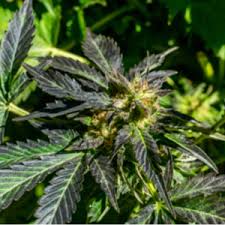 Harvesting hemp and cannabis is a lovely experience. How To Grow Giant Cannabis Plants In Pure Us Style