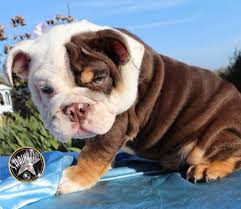 Check out our english bulldog selection for the very best in unique or custom, handmade pieces from our shops. Adult Bulldogs Planet Merle English Bulldogs Home Of The Fully Suited And Merle English Bulldogs