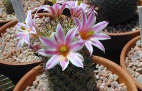 Algunos florecen todos los años, otros tardan hasta 15 años en florecer. Senales Cuando Florece Un Cactus Senales Que Explican Por Que Florecio El Cactus