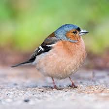 Pink blue green white 4) what bird has such a long tail that, when taking flight. Birds Quiz Trivia Questions And Answers Free Online Printable Quiz Without Registration Download Pdf Multiple Choice Questions Mcq